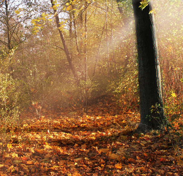 Autumn background - Zdjęcie, obraz