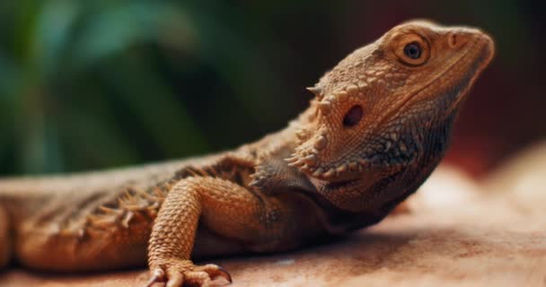 Bartagame, auch als Pogona bekannt, sitzt auf einem Ast. Dieses Reptil lebt in Australien in der Wüste. Grüner Hintergrund. GESCHLOSSEN, Slow Motion, SHALLOW DOF. B-Roll. BMPCC 4K - Filmmaterial, Video