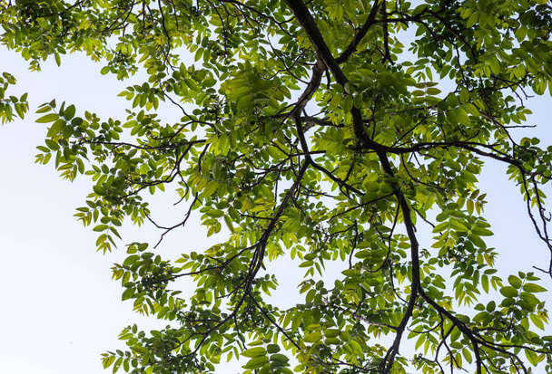 Green branches of the walnut tree - Photo, image