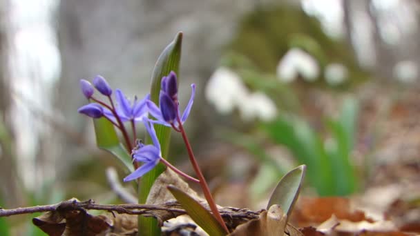 İlk bahar çiçekleri - Video, Çekim