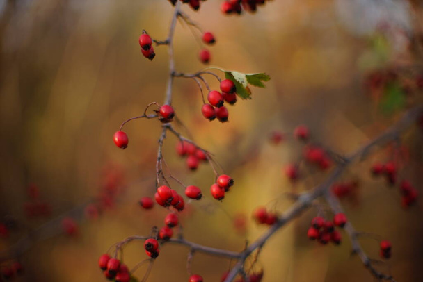 Vörös galagonya bogyók nőnek a bokorban. Szelektív lágy fókusz az őszi erdőben. - Fotó, kép
