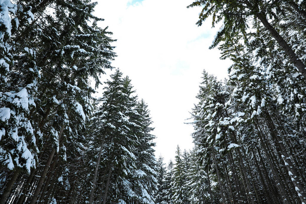 Picturesque view of snowy coniferous forest on winter day, low angle view - Foto, afbeelding
