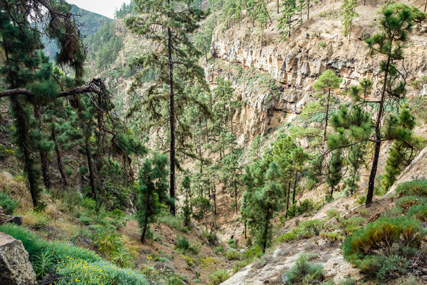 Sendero pedregoso en la montaña rodeado de pinos en un día soleado. Las laderas de un estrecho barranco profundo cubierto de pinos centenarios. Carretera rocosa en zona de montaña seca con hojas de aguja. Tenerife
 - Foto, Imagen