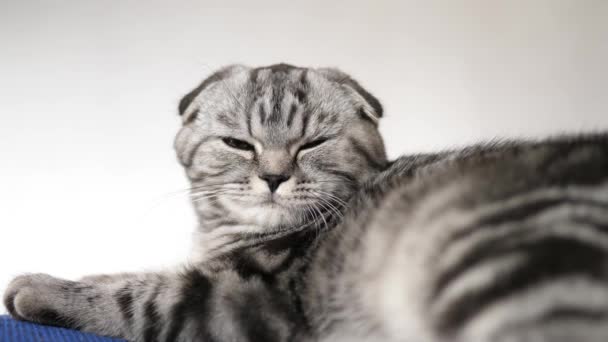 Boldog macska pihen. A csíkos szürke macska pihen. Boldog kisállat. Háziállatok. Gyönyörű macska. Közelkép - Felvétel, videó