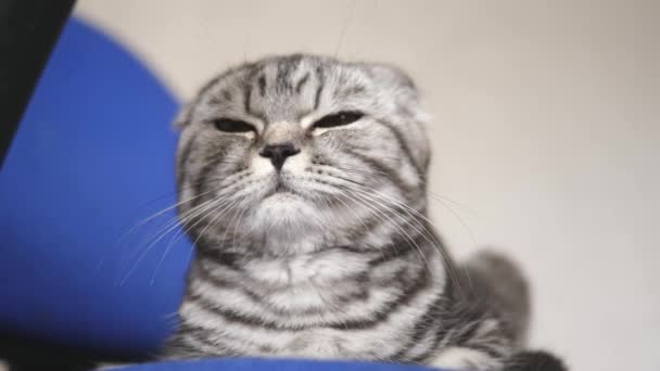 happy cat is resting. british scottish fold cat. cat is lying. pet rests in the room. beautiful tabby cat. - Video, Çekim