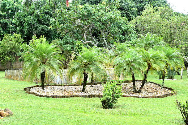 beautiful garden with coconut trees green grass - Photo, Image