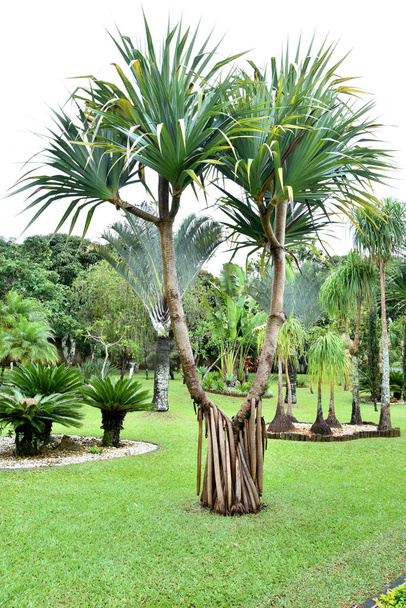 belo jardim com coqueiros grama verde
 - Foto, Imagem