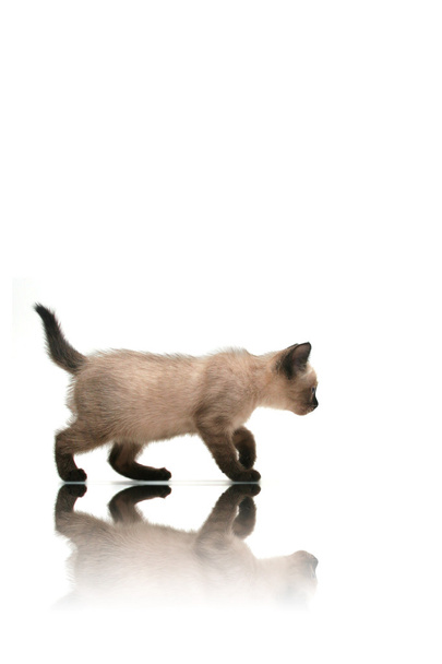 μικρό γατάκι - Φωτογραφία, εικόνα