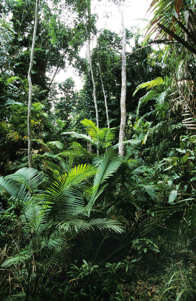 FORET TROPICALE - Photo, image