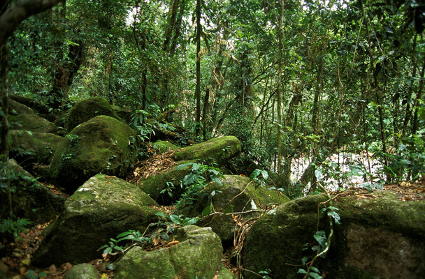 Rainforest in Australia FORET TROPICALE - Photo, image