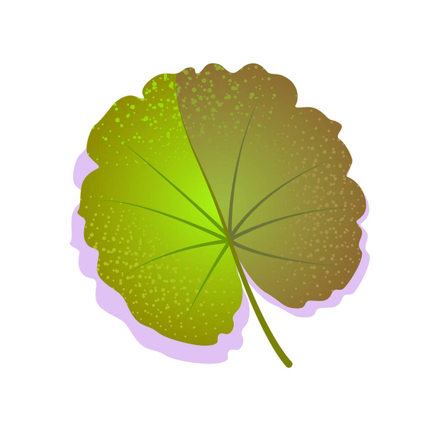 Zielony geranium okrągły liść teksturowany cieniem, odizolowany na białym tle. Realistyczna ikona pojedynczej natury, symbol ekologii element płaski. Ilustracja wektora. projekt logo - Wektor, obraz