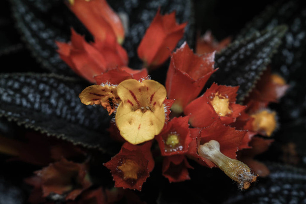 Chrysothemis pulchella květina příroda detailní up - Fotografie, Obrázek