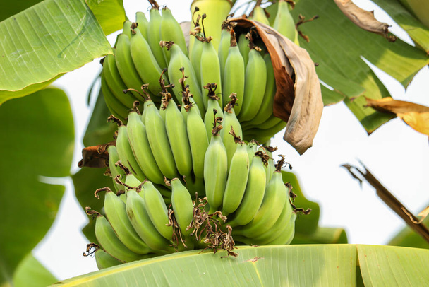 緑のバナナの木自然背景 - 写真・画像