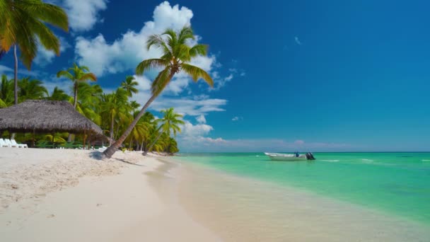 Palm Trees egy trópusi strandon, egzotikus karibi sziget és a tenger - Felvétel, videó