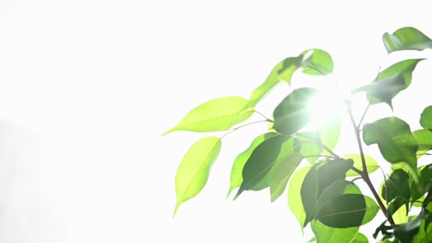Concepto ecológico, luz solar brillante a través de hojas verdes
. - Metraje, vídeo