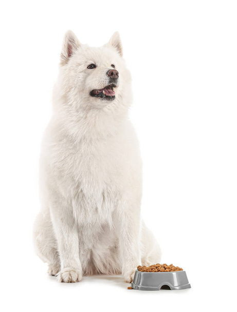 Cute Samoyed dog near bowl with food on white background - Photo, image