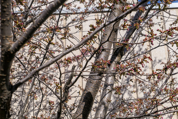 Város sakura rügyek egy rejtett veréb és a hosszú árnyék  - Fotó, kép