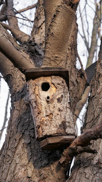 Casa de pájaros de madera en tallo de árbol desnudo al amanecer
  - Foto, imagen