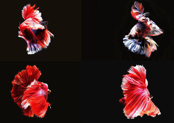 gruop of colorful splendens .Siamese fighting fish in moving mme - Photo, Image