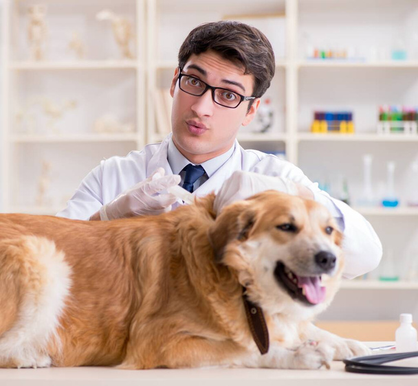 Доктор вивчає золотошукача у ветеринарній клініці
 - Фото, зображення