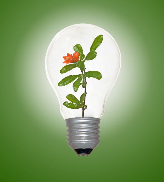 Fiore di melograno in lampada
 - Foto, immagini