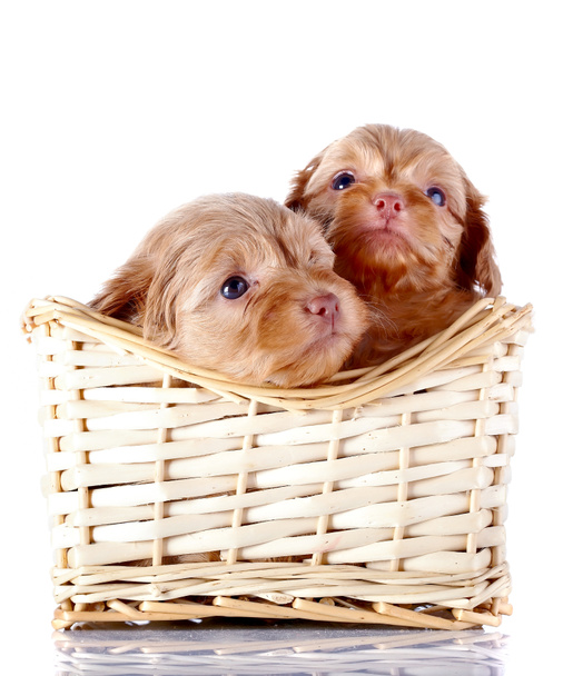 Dos cachorros pequeños en una cesta de mimbre
. - Foto, Imagen