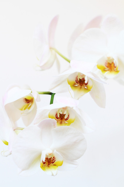 Цветок фаленопсиса
 - Фото, изображение