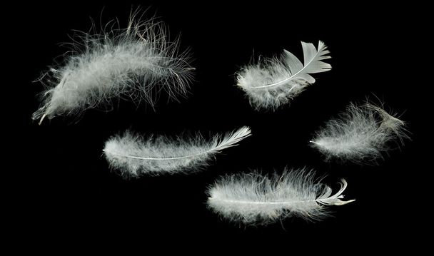 Gros plan des plumes blanches
 - Photo, image
