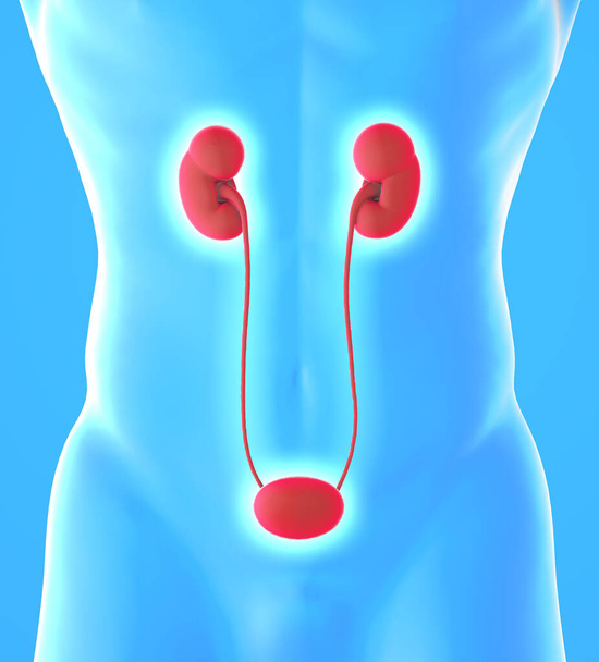 腎臓と膀胱の人体図。腎臓は脊椎動物に見られる2つの豆型の臓器です。各腎臓は尿管、膀胱に排泄された尿を運ぶ管に接続されています。3Dレンダリング - 写真・画像