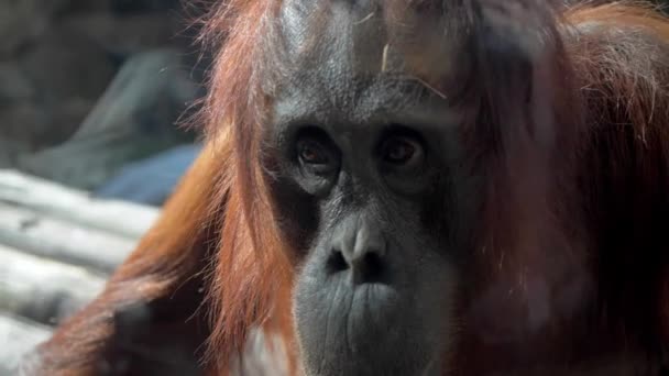 крупним планом обличчя і очі орангутана в зоопарку
 - Кадри, відео