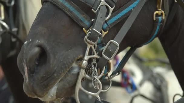 zblízka koní čelí koně tažené kočár jízda - Záběry, video