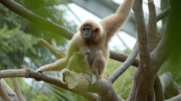 gibbon with baby monkey in tree 4k wildlife close up - Imágenes, Vídeo