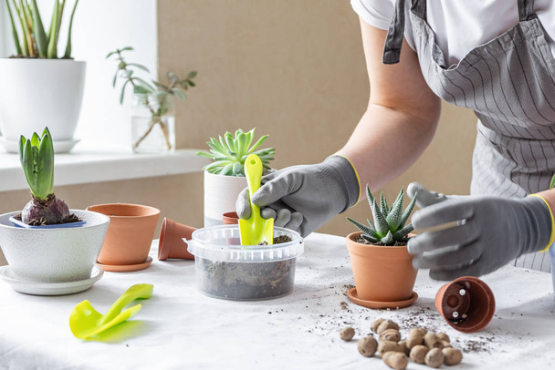 Plant transplant, soil, pots, tools for replanting on the table. Various plants in different pots on table. Concept of indoor garden home. - Foto, Imagem