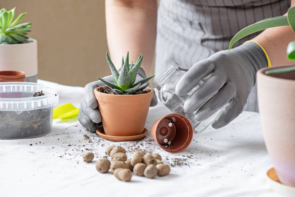 Woman gardener transplantion succulent. Concept of home gardening and planting flowers in pot, plant home decoration - 写真・画像