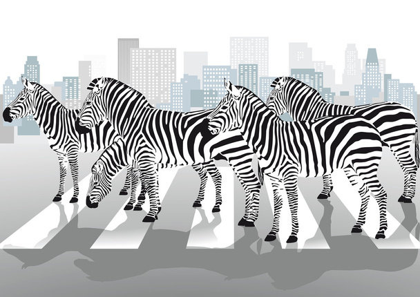 Zebras on pedestrian crossing - Vector, Image