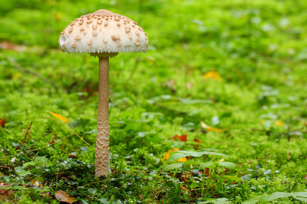 Parasol mushroom - Photo, Image