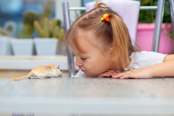 Little white girl plays at a table with a gerbil. Pet rodent and children - Photo, Image