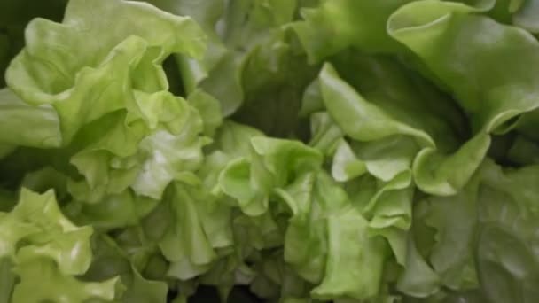 V Dolly byla rozstřírána abstraktních tvarů zeleného salátu listové. Rána v Dolly, zblízka pohled na salát. Městský chov, zdravý životní styl - Záběry, video