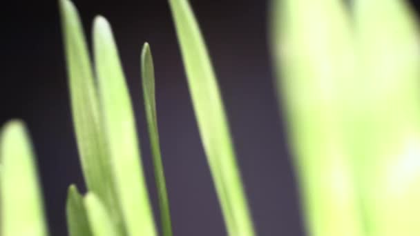 Uprawa jadalnej trawy w domu. Zielone kiełki wychodzi z nasion w białym garnku, Bio żywności, zdrowego odżywiania życia - Materiał filmowy, wideo