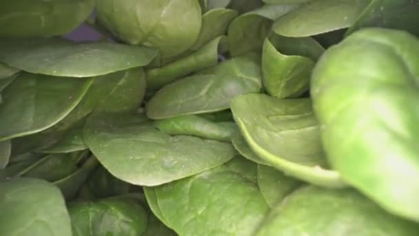Dolly shot di foglie di spinaci verdi. Scivolando tra un mucchio di foglie vegetali di spinaci impilate l'una sopra l'altra. Agricoltura urbana, stile di vita sano
 - Filmati, video