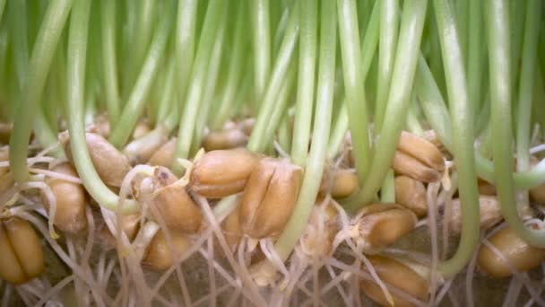 Evde yenilebilir ot yetiştirmek. Yeşil lahana beyaz tencerede tohumlar çıkan, biyo gıda, sağlıklı beslenme yaşam tarzı - Video, Çekim
