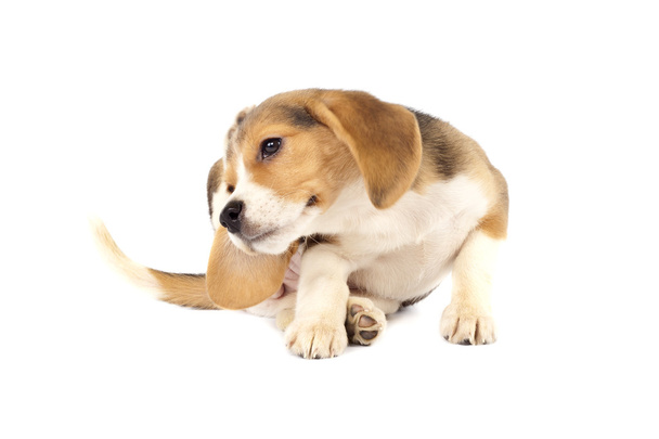 Beagle cucciolo graffiare
 - Foto, immagini