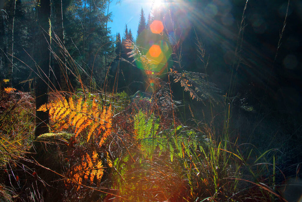 mittagssonne im herbstlichen gegenlicht, aufgenommen im tharandter wald bei dresden - Foto, Bild