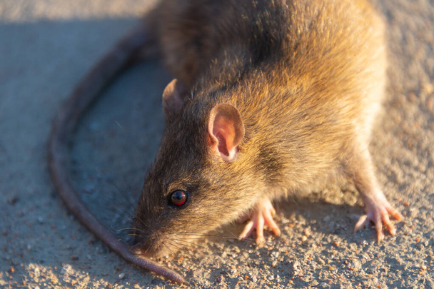 道路で負傷したネズミだ。コンクリート道路上の死んだマウス - 写真・画像
