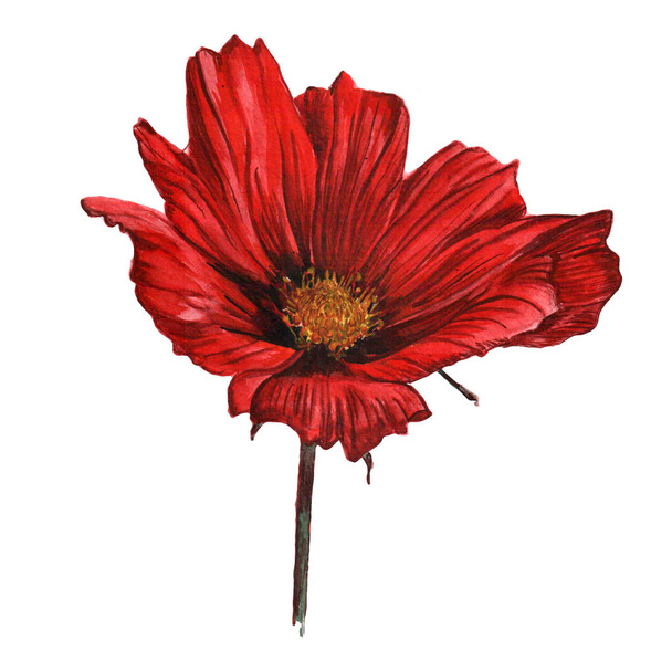 Acuarela flor botánica ilustración, planta dibujada a mano, bergantín
 - Foto, imagen