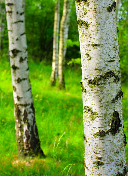 Floresta de bétula. Betula pendula
 - Foto, Imagem