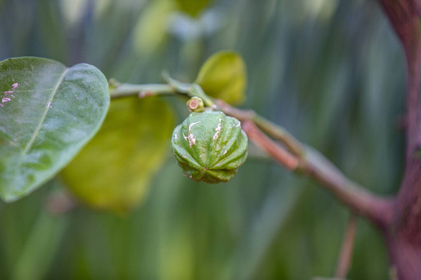 Wild green orange fruit on a branch - Photo, Image