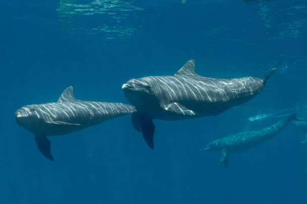 Couple of dolphins free swimming in the Indian Ocean. Seychelles - Photo, Image