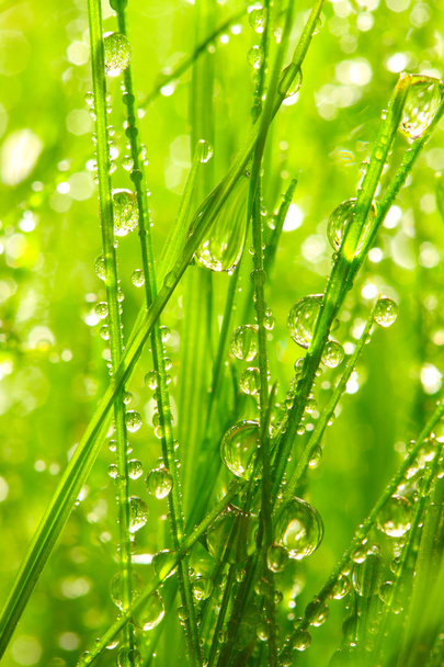 φρέσκο πρωινή δροσιά στη χλόη άνοιξη, φυσικό περιβάλλον - Φωτογραφία, εικόνα