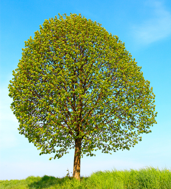 kis levelű hársfa - Fotó, kép